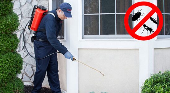 Murgul Tahtakurusu İlaçlama böcek ilaçlama ve haşere kontrolü — ilaclama-tr.com